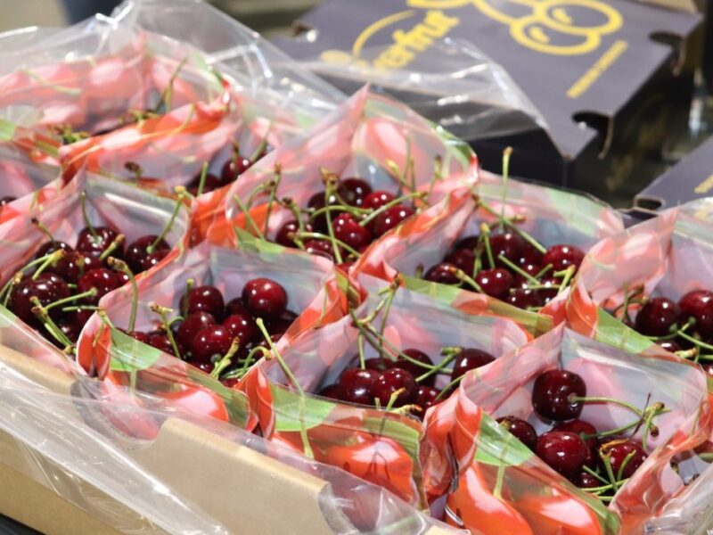 Cerezas chilenas en proceso de embalaje y preparación para su exportación al mercado chino