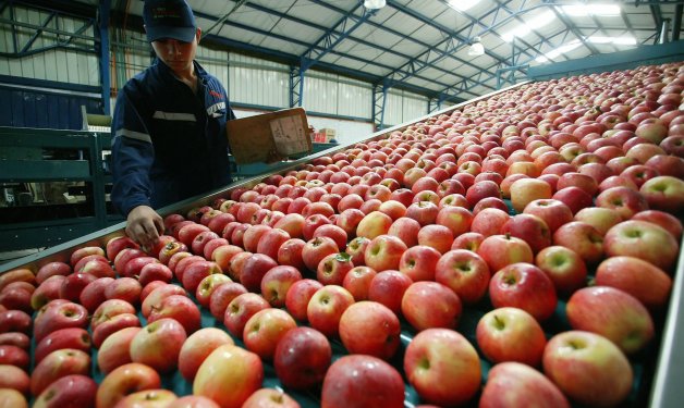 Manzanas chilenas en proceso de selección y embalaje para exportación internacional