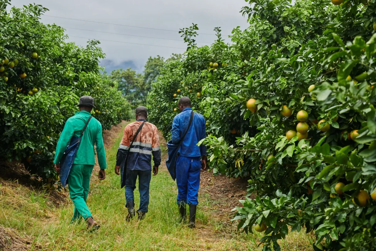 Exportaciones agrícolas de Sudáfrica impulsadas por cítricos y uva de mesa hacia mercados internacionales.