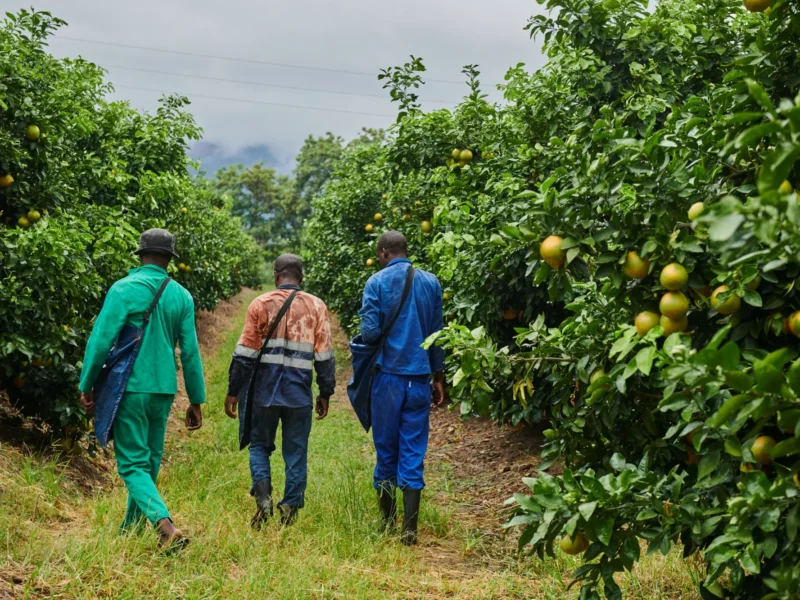 Exportaciones agrícolas de Sudáfrica impulsadas por cítricos y uva de mesa hacia mercados internacionales.