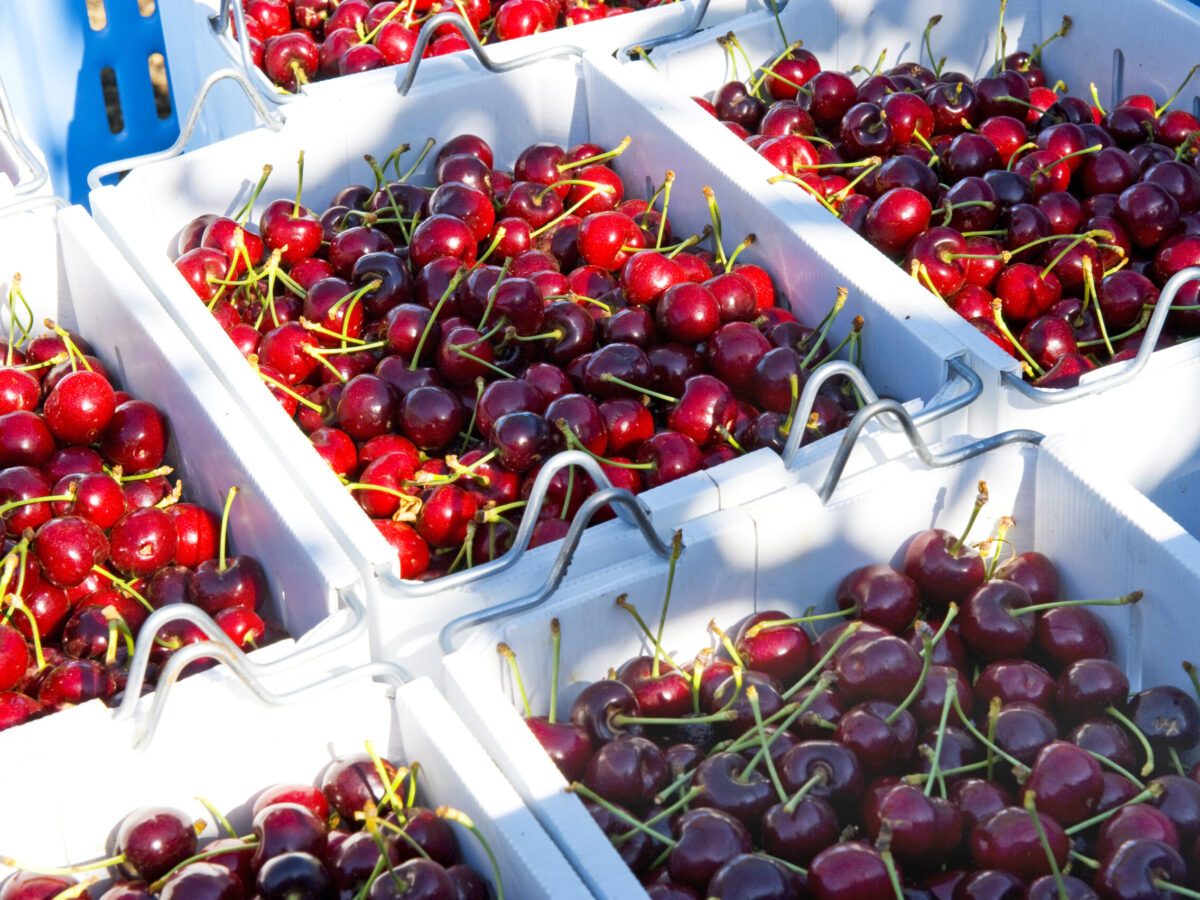 competencia cerezas Chile Argentina