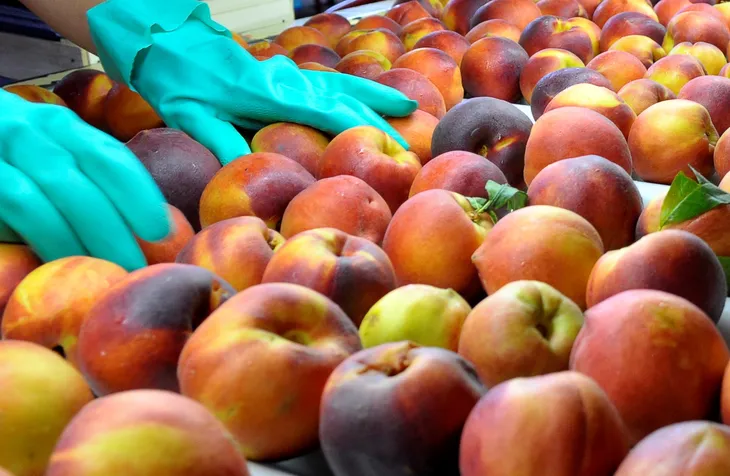 Exportaciones de carozos chilenos aumentan para la temporada 2025-2026 impulsadas por nectarines y ciruelas.
