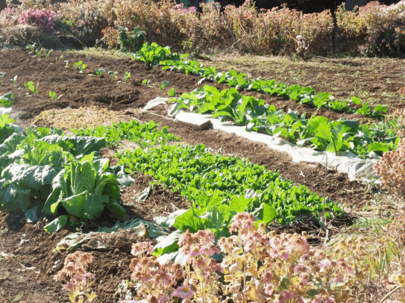 plan investigación horticola Chile India