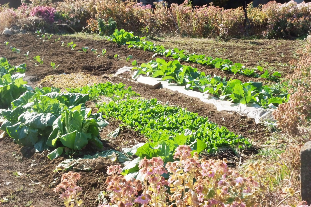 plan investigación horticola Chile India