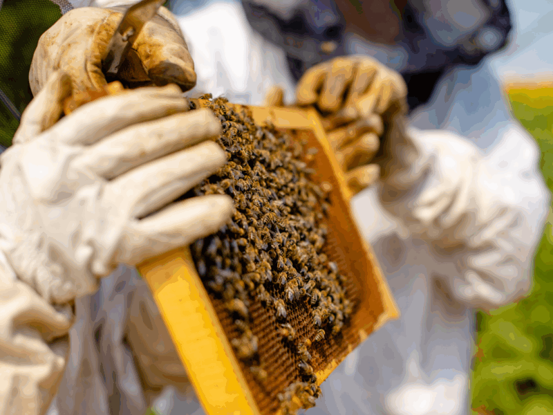 crisis apícola por altas temperaturas e incendios