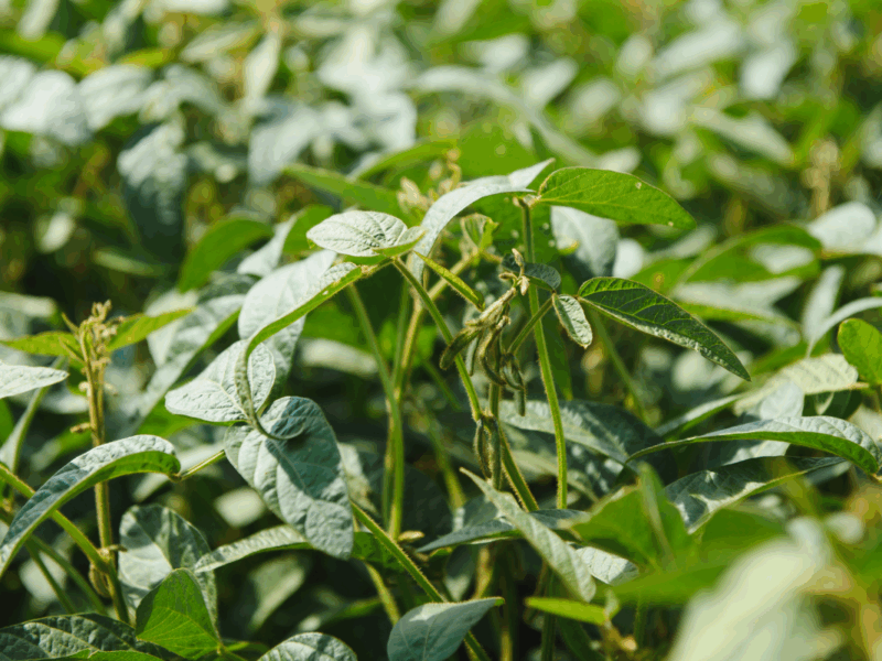 producción cultivos agro argentino