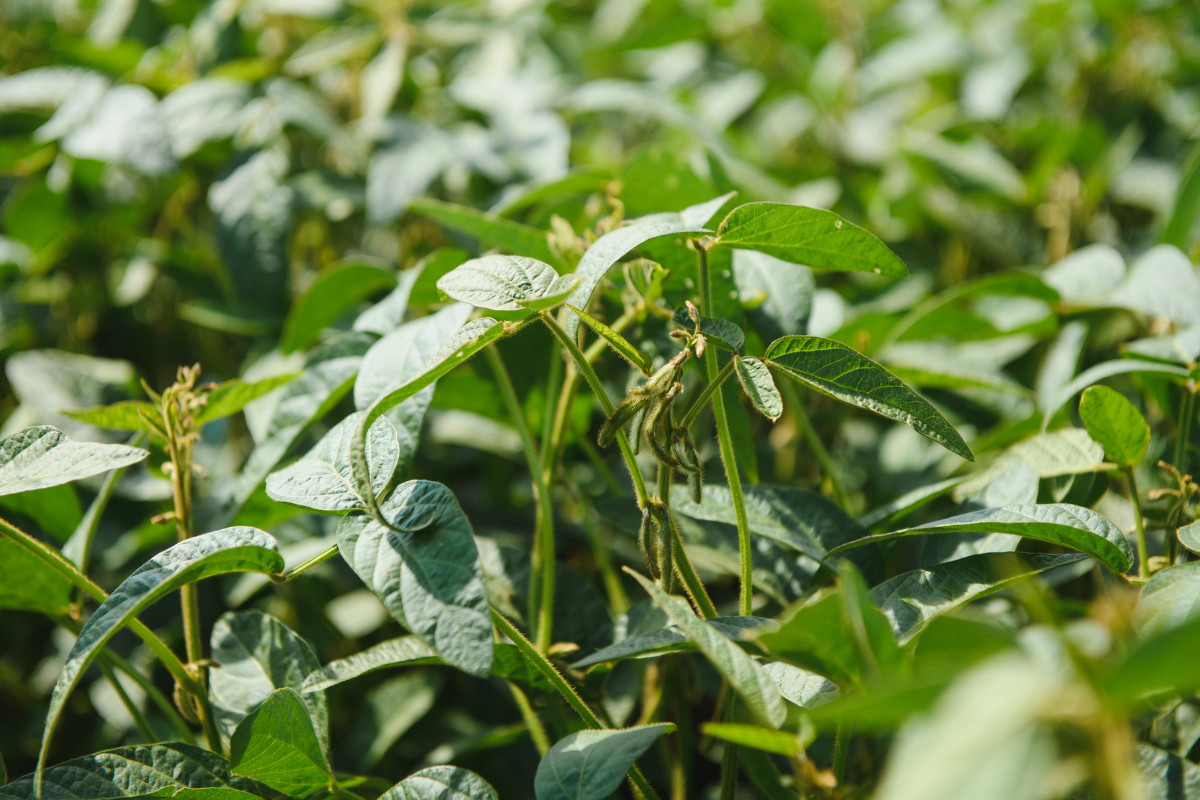producción cultivos agro argentino