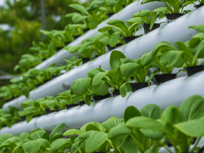 hidroponía en Coquimbo agro
