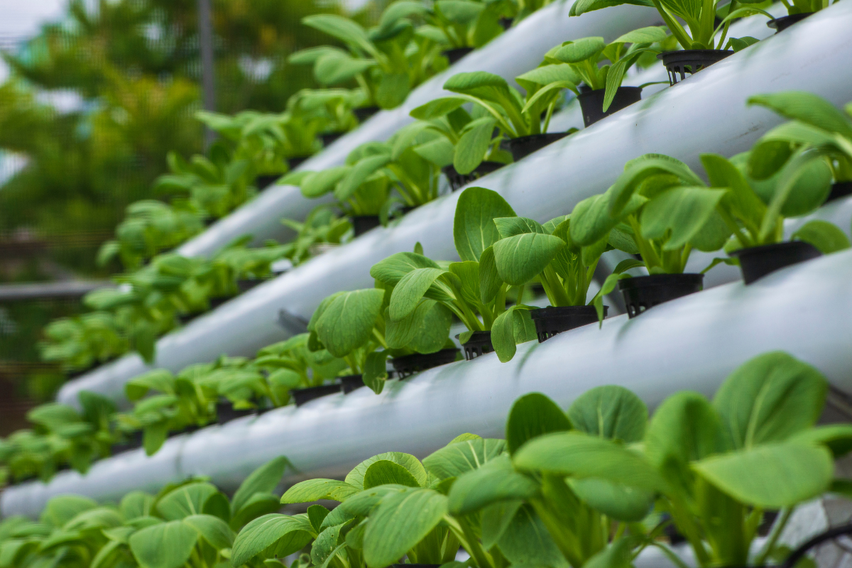 hidroponía en Coquimbo agro