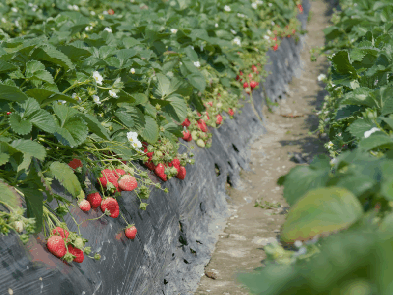 nemátodo de la frutilla