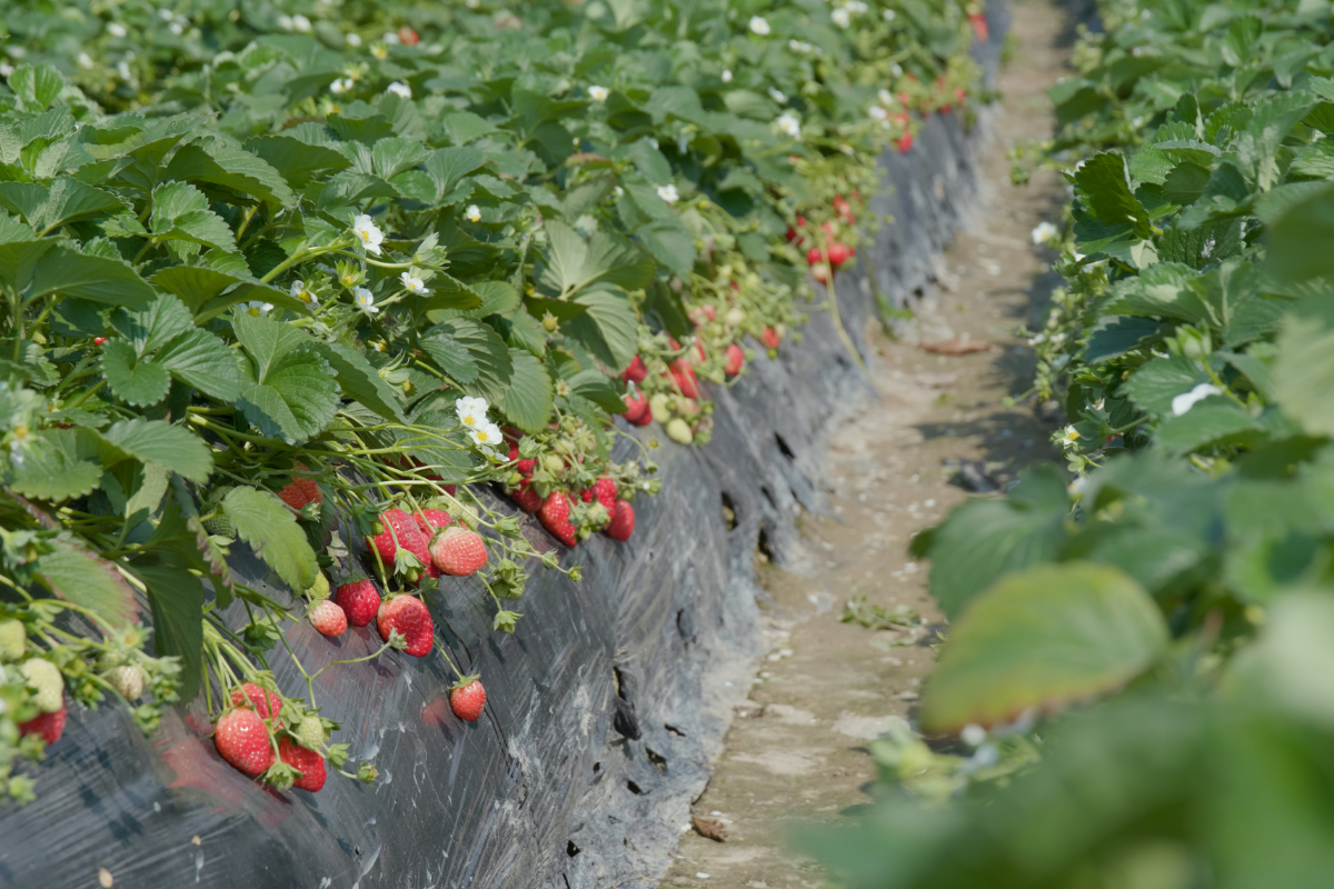 nemátodo de la frutilla