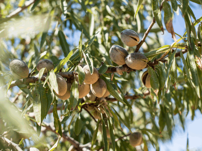 Almendras en Chile en el Agro