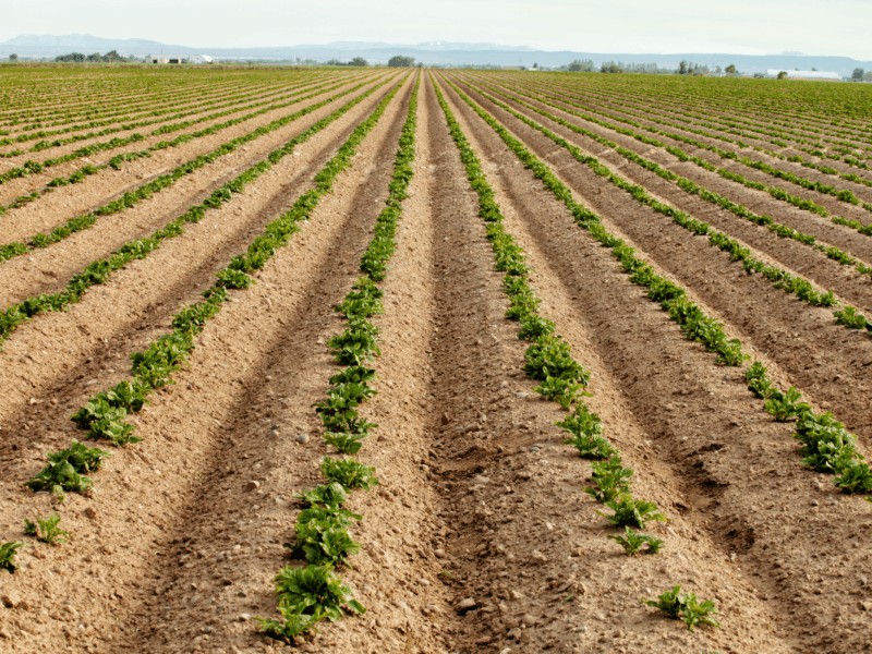 plantas resilientes al cambio climático