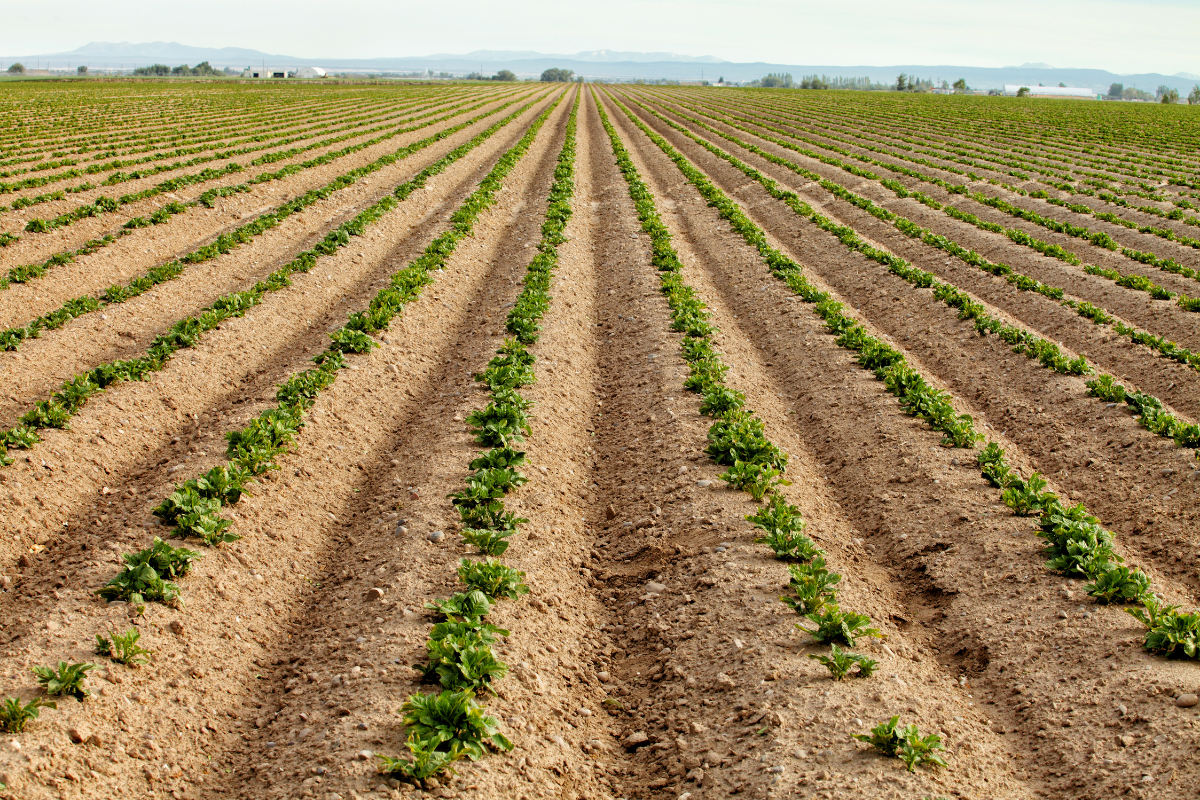 plantas resilientes al cambio climático