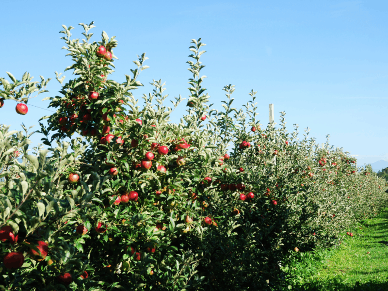 Mercado global de la manzana y la posición de Chile en 2025