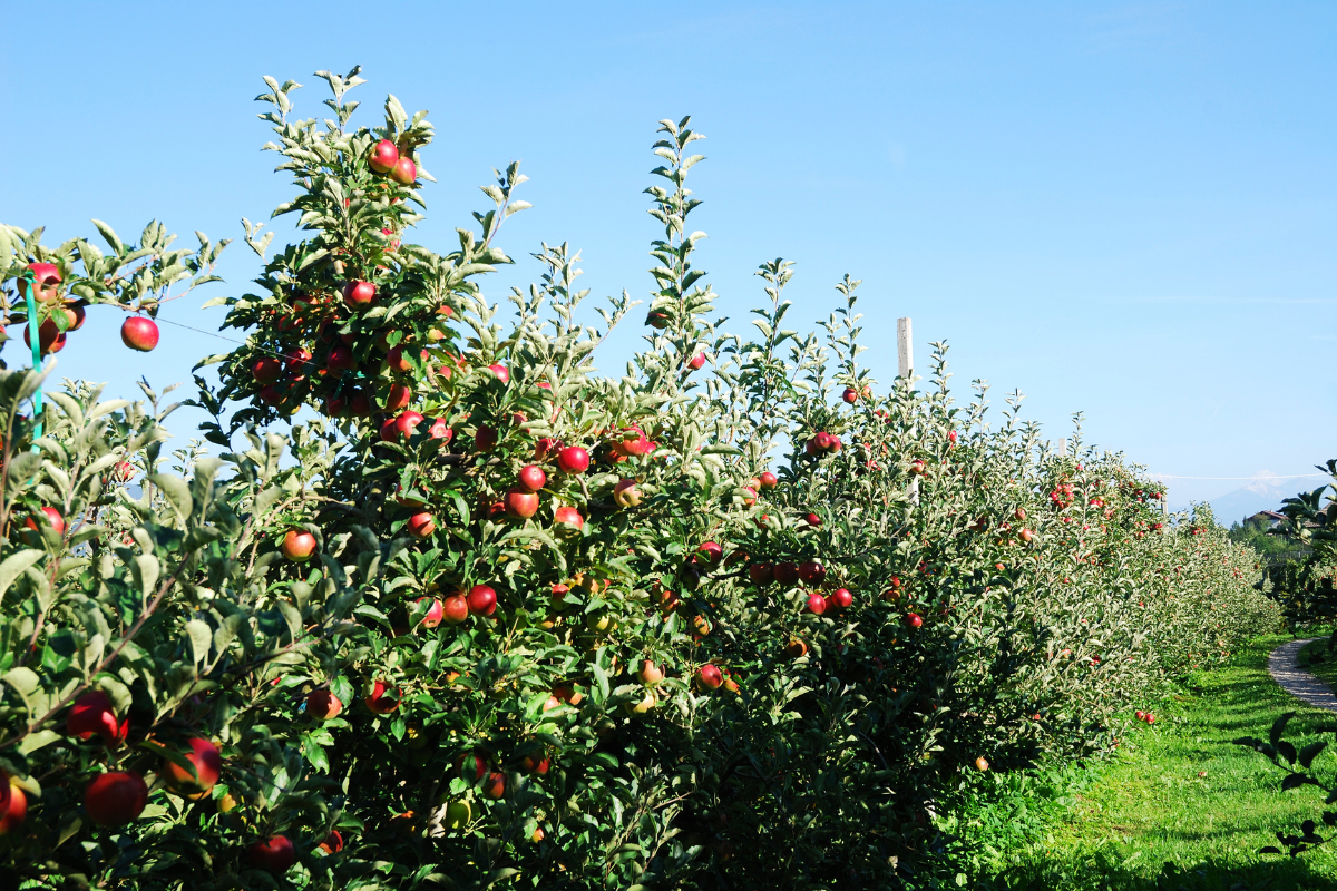 Mercado global de la manzana y la posición de Chile en 2025