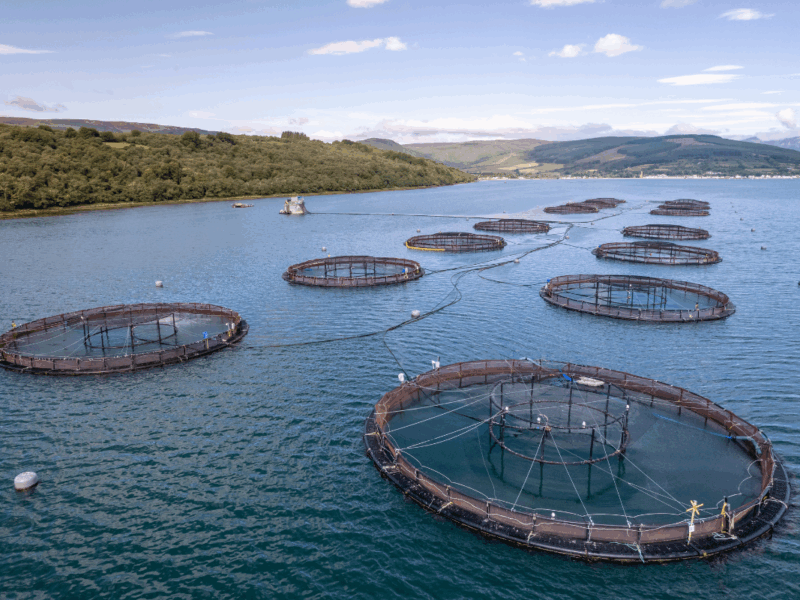 integración agricultura salmonicultura