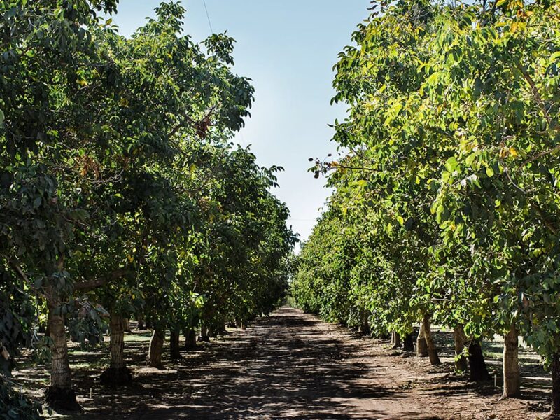 Huerto de nueces para cosecha