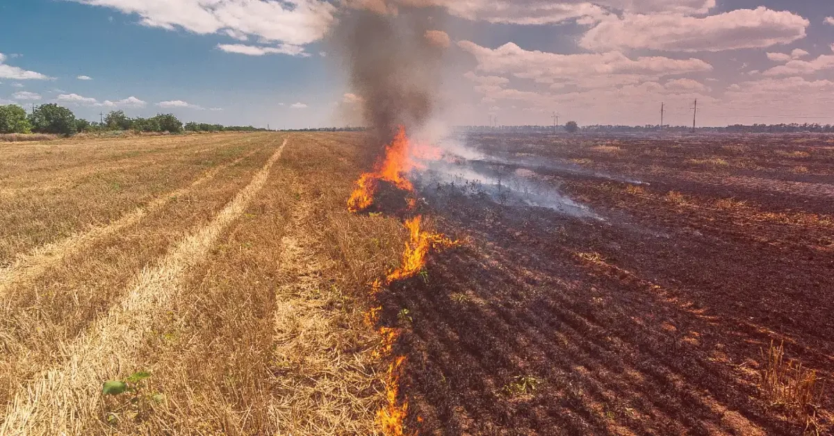 Incendios forestales en Ñuble y Biobío 2026 afectan al campo y productores rurales.