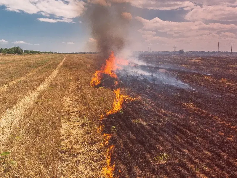 Incendios forestales en Ñuble y Biobío 2026 afectan al campo y productores rurales.