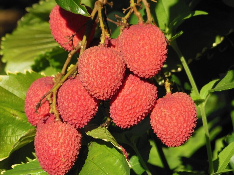 Litchi fruto tropical y su potencial productivo en Chile
