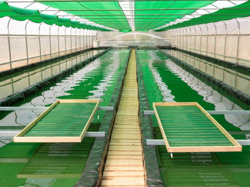 Microalgas como superalimento biotecnológico con potencial para Chile