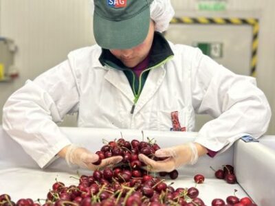 Exportaciones frutícolas de Chile crecen 9,1% en la temporada 2025-2026