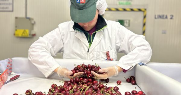 Exportación de fruta chilena hacia el mercado europeo