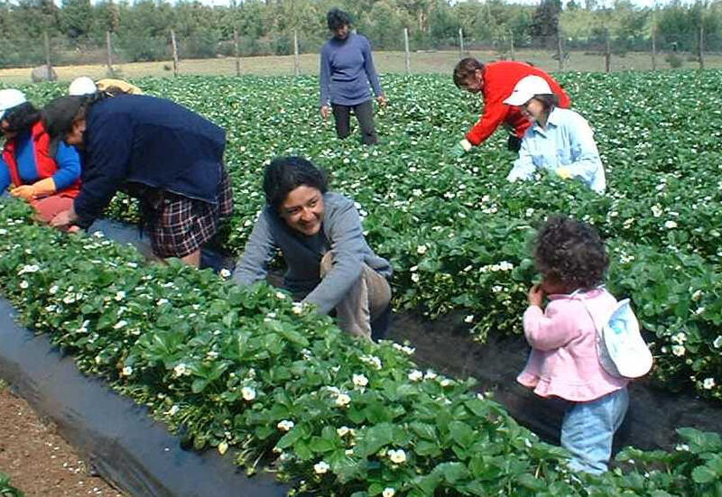 precio de fertilizantes