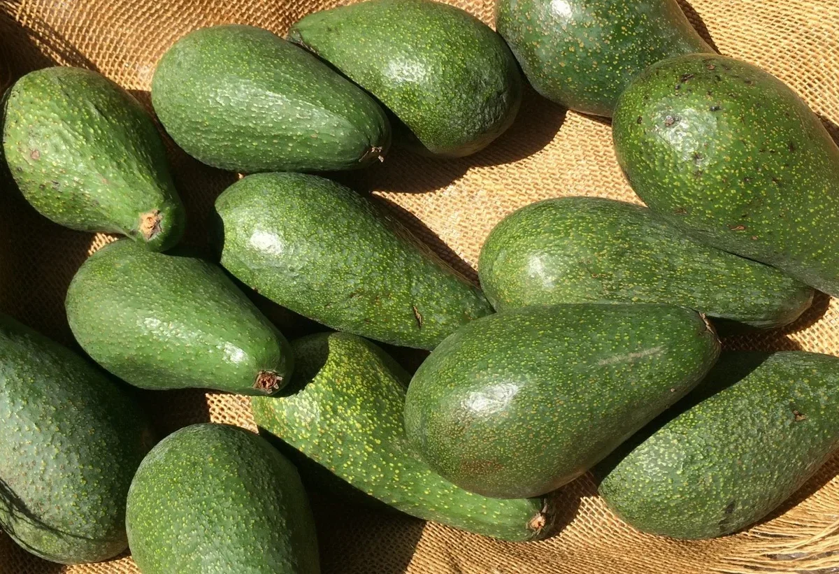 Palta fuerte en Perú agricultura