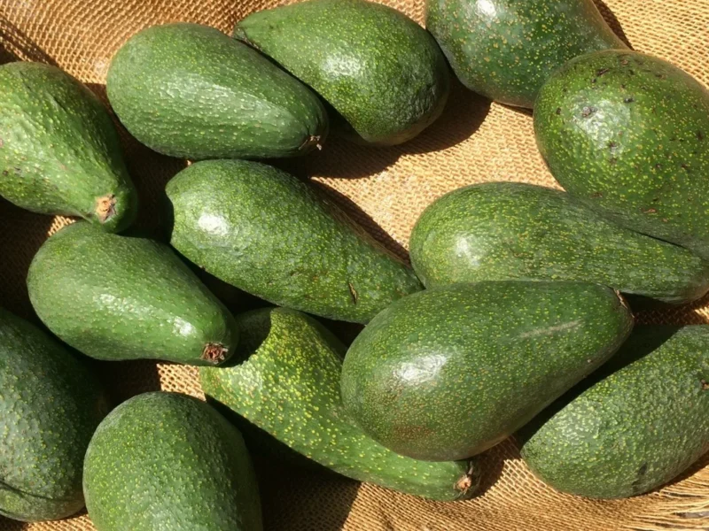 Palta fuerte en Perú agricultura