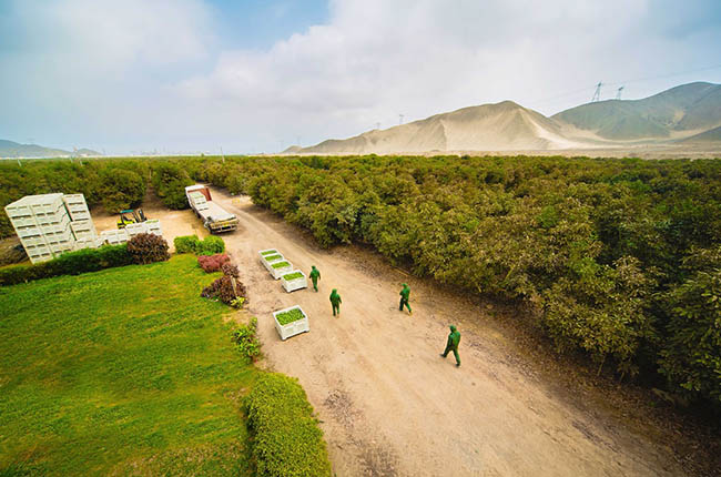 Agroexportaciones de Perú crecen y desafían el liderazgo regional de Chile en frutas frescas.