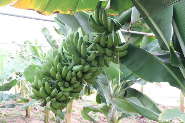 Reconversión agrícola en Sicilia con cultivos de plátano impulsada por el cambio climático