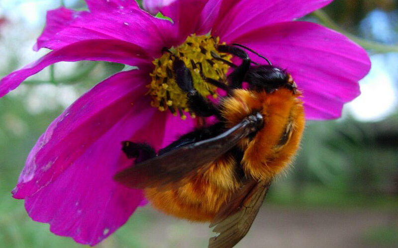 polinizadores en el agro