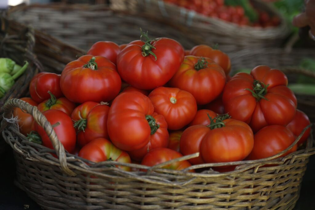 Tomate limachino, patrimonio agrícola rescatado en Limache, Región de Valparaíso