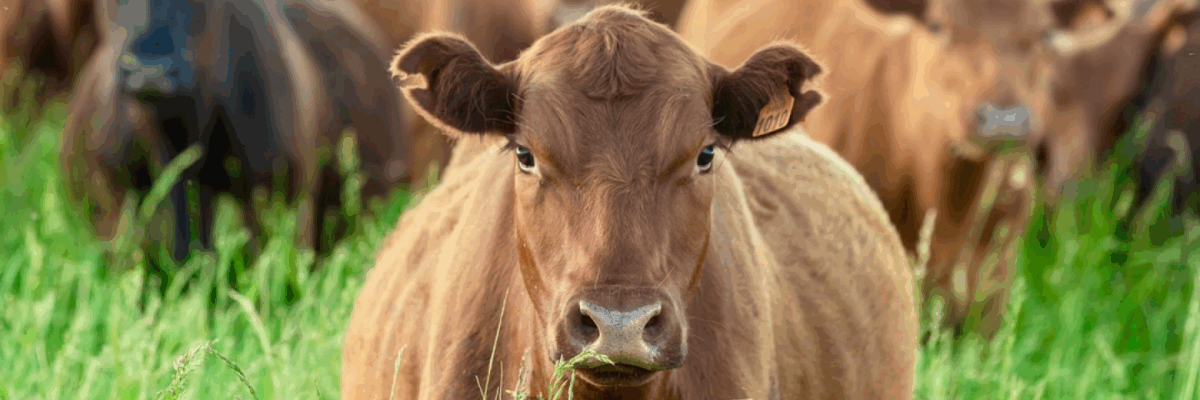 vacuna contra fiebre aftosa