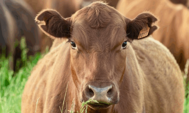 vacuna contra fiebre aftosa