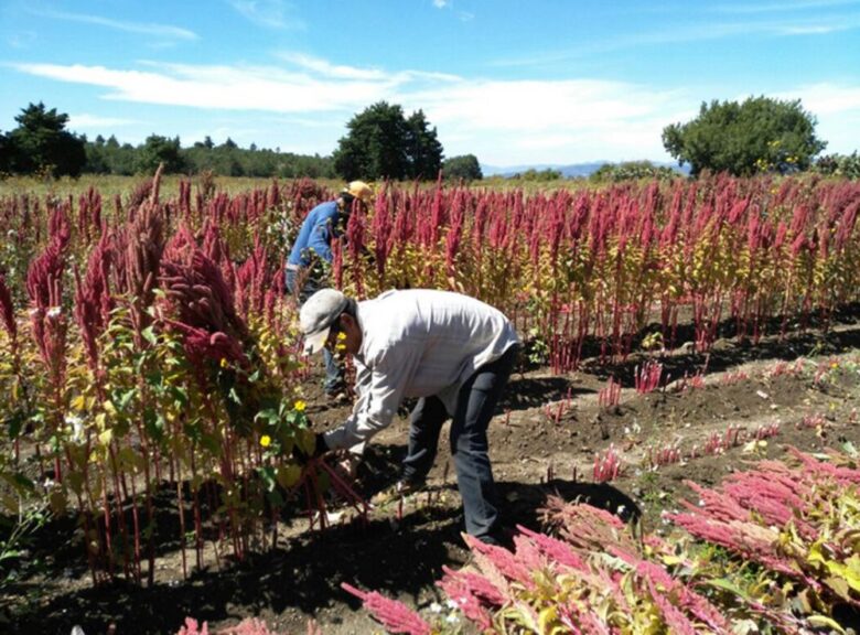 amaranto cultivo en Chile