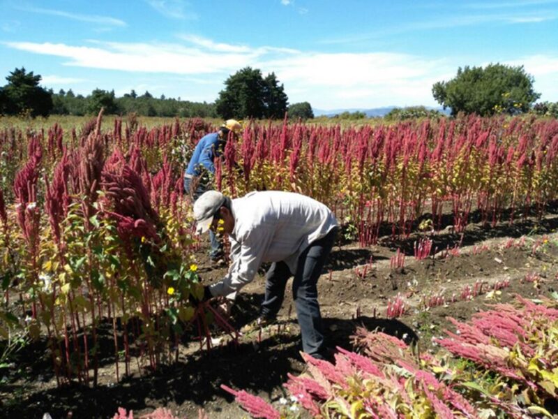 SNA y ACHS lanzan campaña para proteger a trabajadores agrícolas ante olas de calor