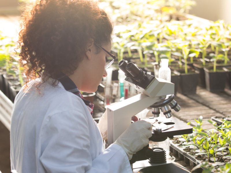 Soluciones de biotecnología agrícola desarrolladas por startups para reemplazar productos químicos.