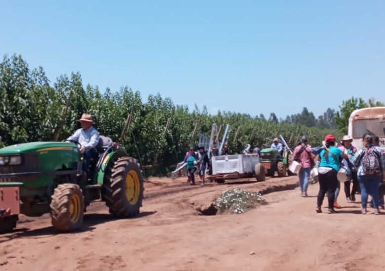 visa temporal por faena determinada en la agricultura chilena durante la cosecha