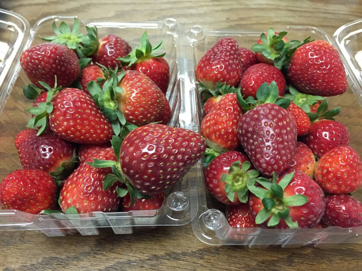 Postcosecha de frutilla con manejo biotecnológico para extender la vida útil.