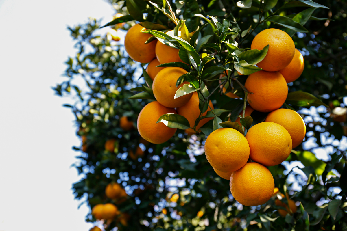 residuos de pesticidas en cítricos de Egipto