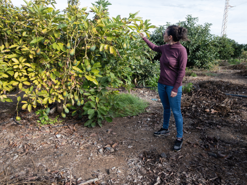 estrategia de MIDAGRI palta Hass