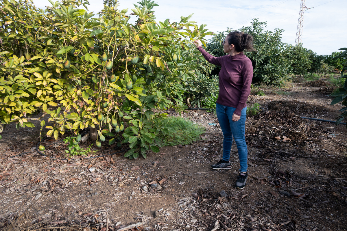 estrategia de MIDAGRI palta Hass