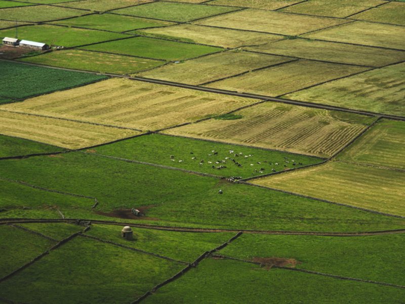 demanda de aceite de palma