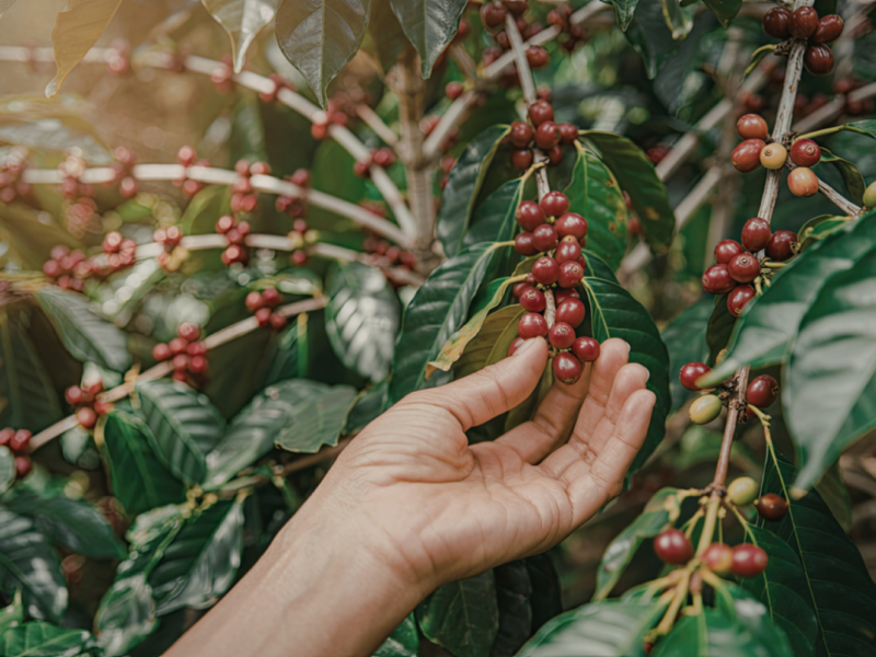 Las exportaciones de café de Uganda muestran señales de estancamiento por menores precios internacionales en el mercado global del grano.