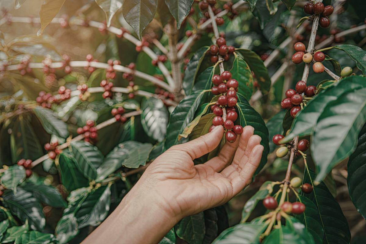 Las exportaciones de café de Uganda muestran señales de estancamiento por menores precios internacionales en el mercado global del grano.