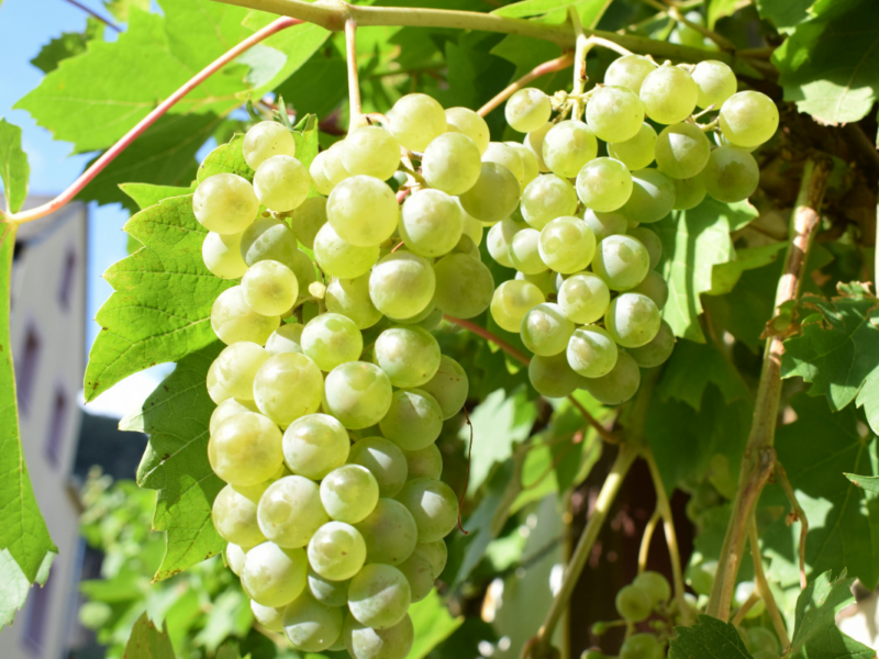uva de mesa en Chile