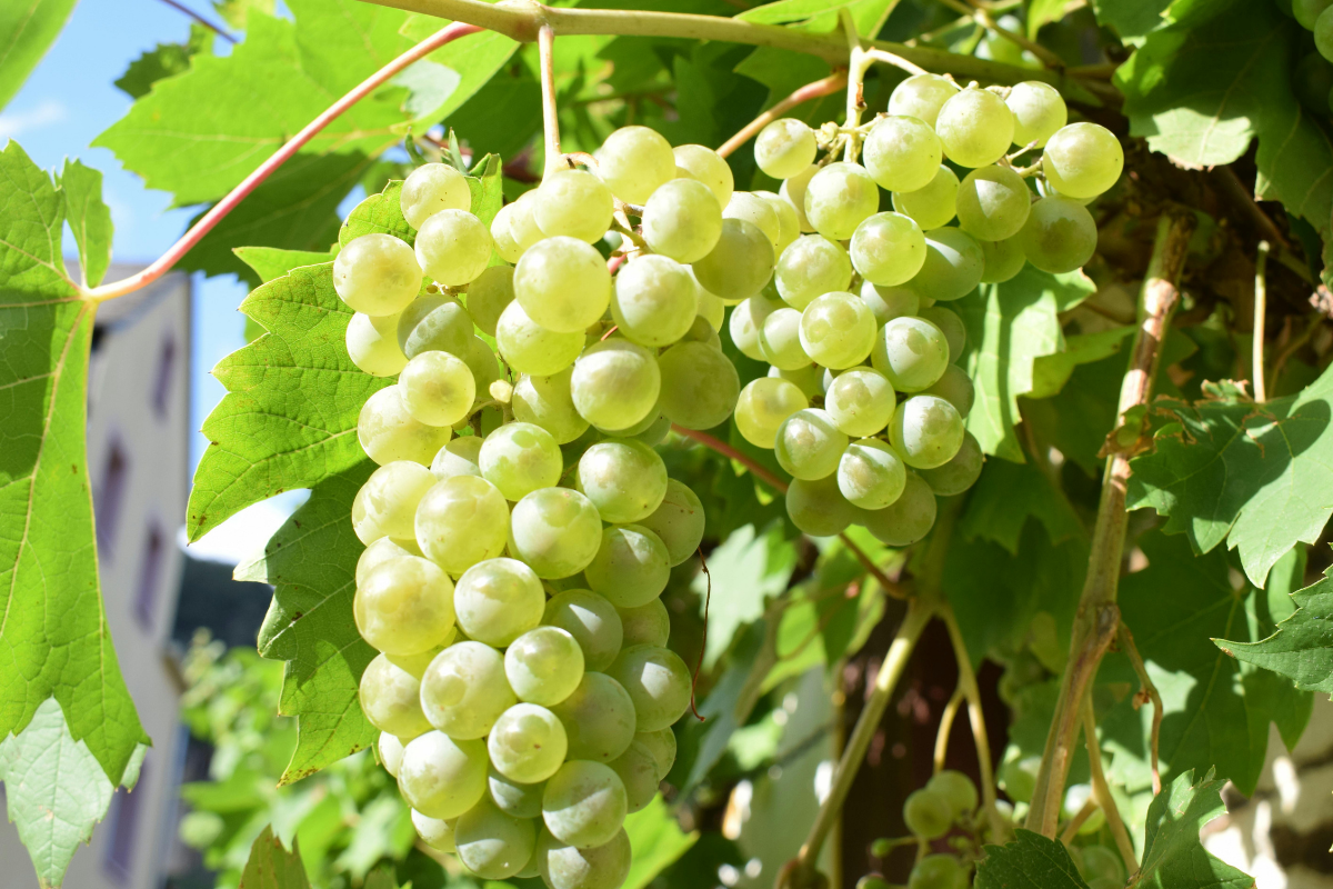 uva de mesa en Chile